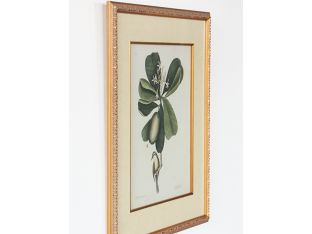 Catesby Bird & Botanical III 22W x 26H - Cleared Art