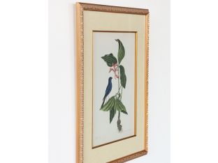Catesby Bird & Botanical IV 22W x 26H - Cleared Art