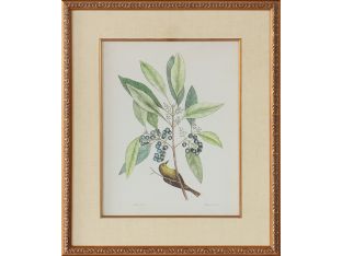 Catesby Bird & Botanical V 22W x 26H - Cleared Art