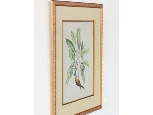 Catesby Bird & Botanical V 22W x 26H - Cleared Art