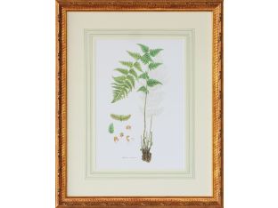 Curtis Ferns I 22W x 27.5H - Cleared Art