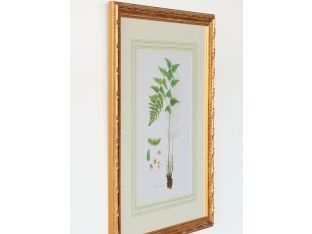 Curtis Ferns I 22W x 27.5H - Cleared Art