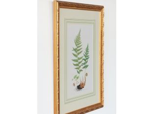 Curtis Ferns II 22W x 27.5H - Cleared Art