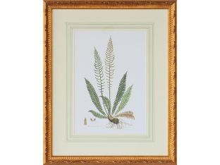 Curtis Ferns III 22W x 27.5H - Cleared Art