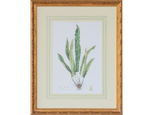 Curtis Ferns IV 22W x 27.5H - Cleared Art