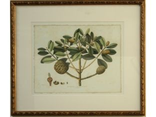 Delicate Botanical IV 28W x 25H