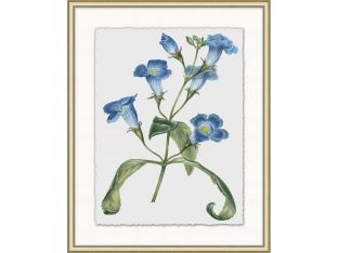 Floral Study 9 20W x 25H