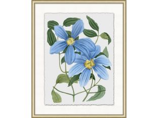 Floral Study 6 20W x 25H