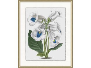 Floral Study 7 20W x 25H