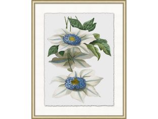 Floral Study 8 20W x 25H